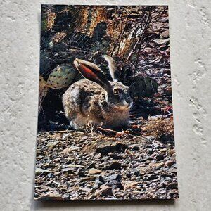 Black-Tailed Jackrabbit Big Bend National Park Magnet 6"x4"